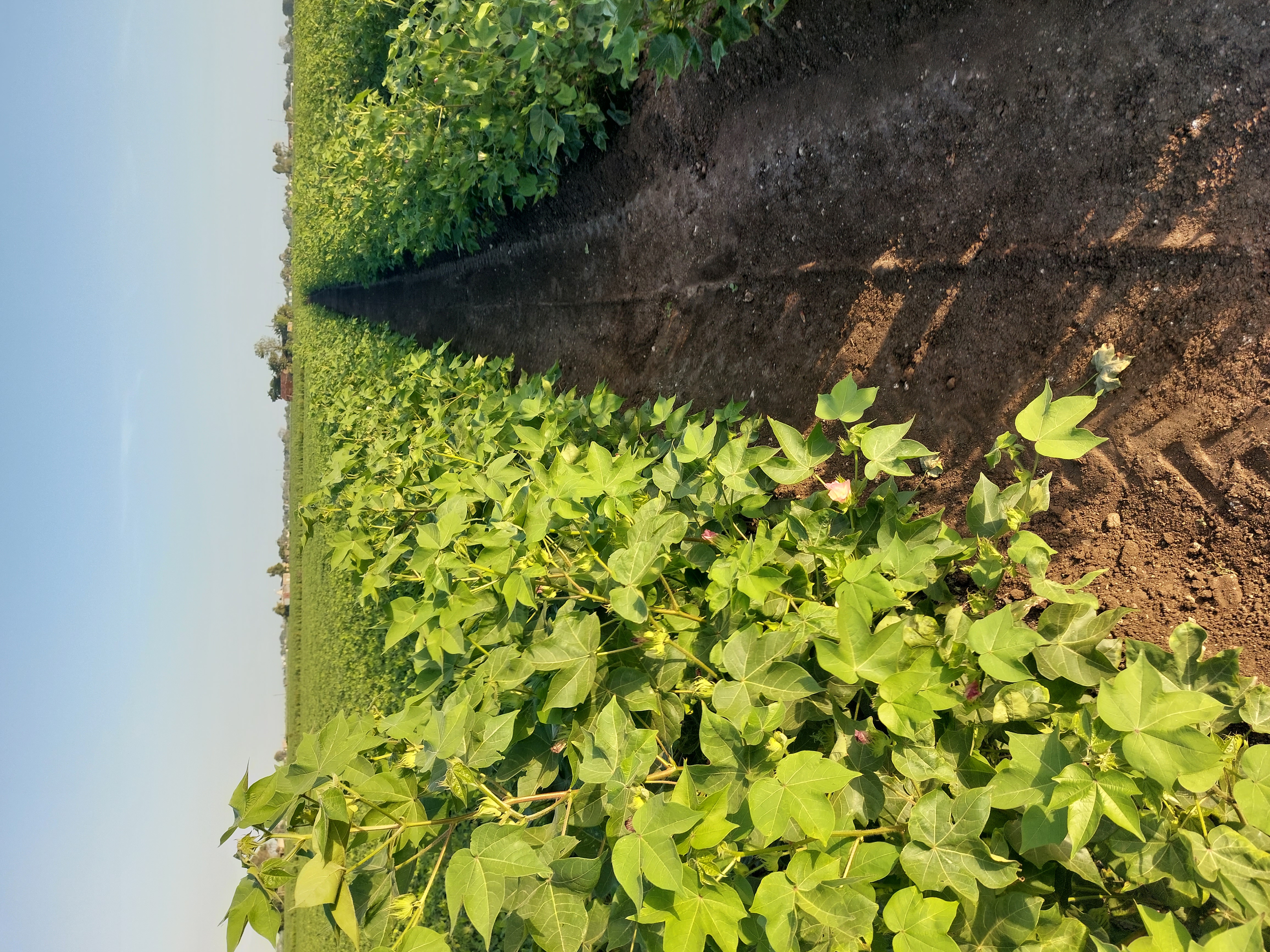 Ravni Farmers Producer Company - Organic Sourcing