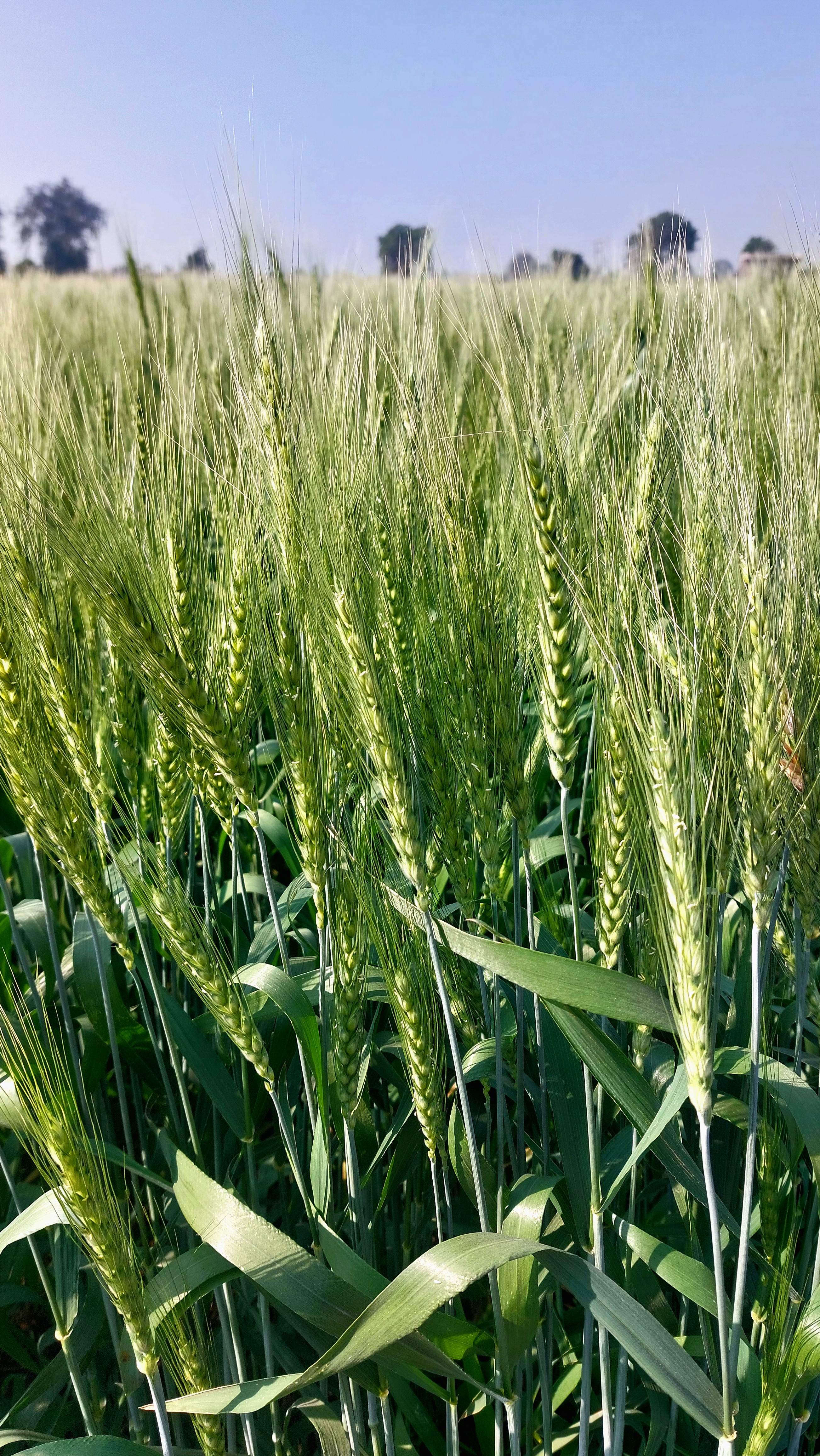 Ravni Farmers Producer Company - Empowerment