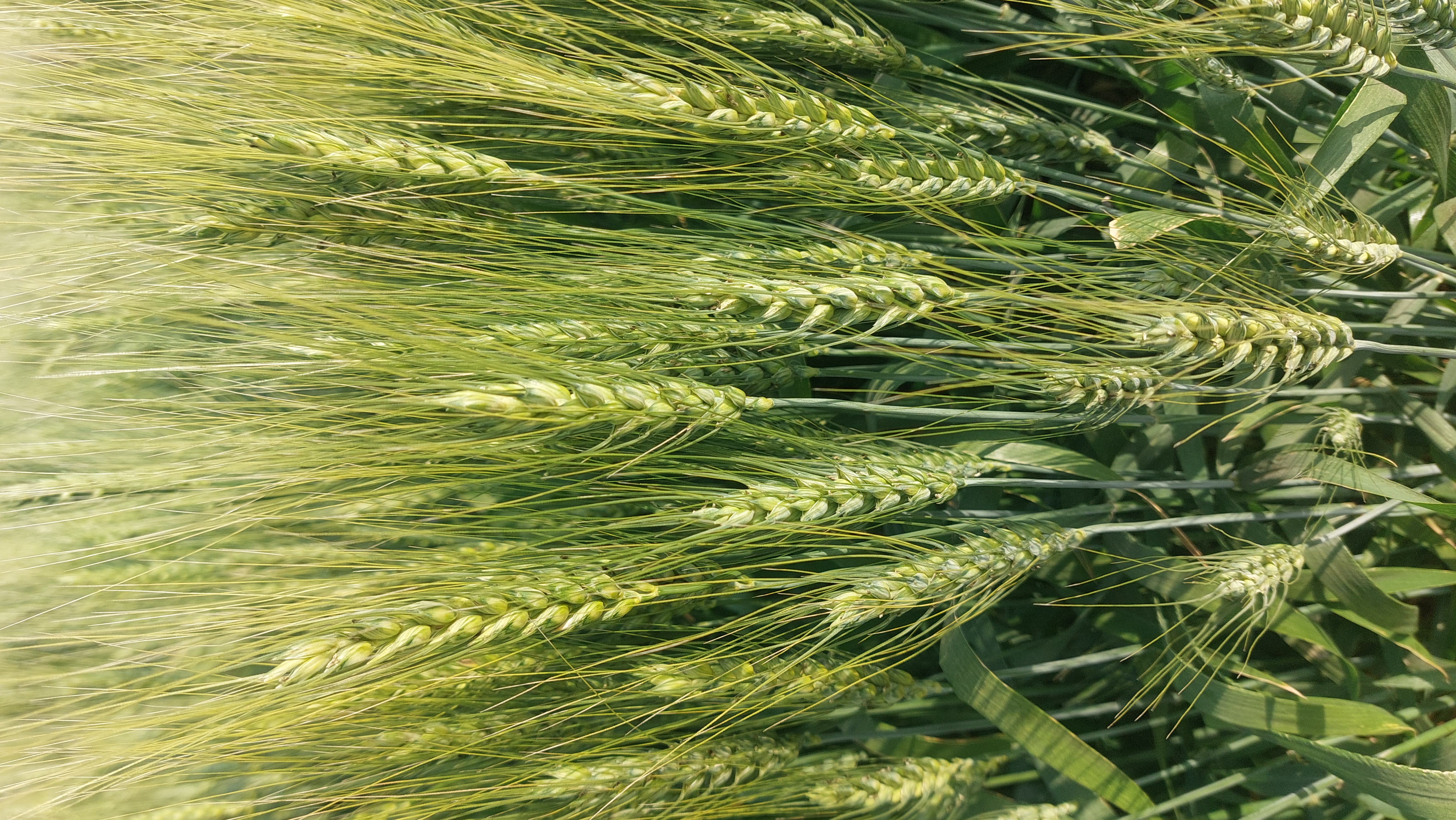 Ravni Farmers Producer Company - Quality Check