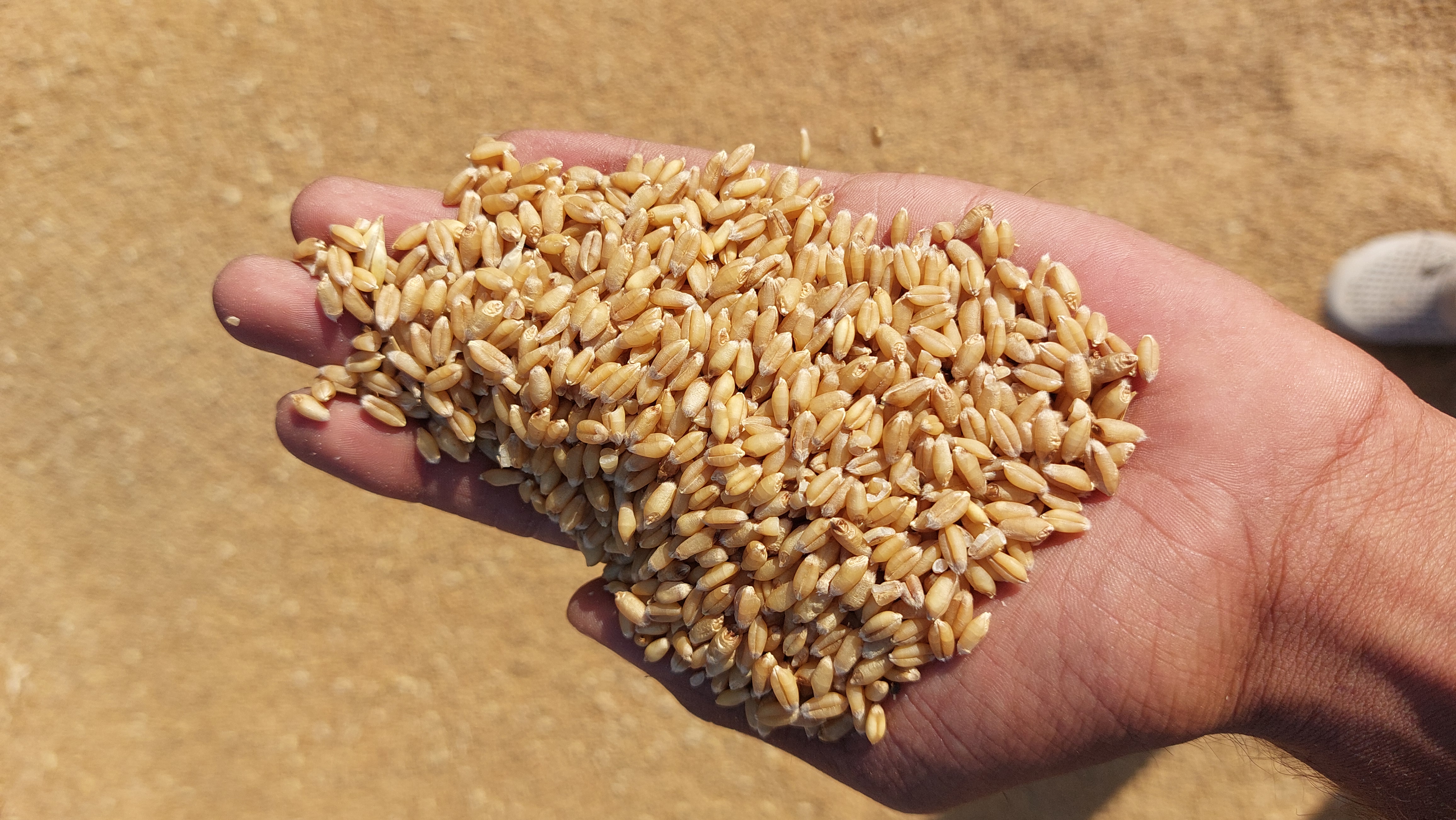 Ravni Farmers Producer Company - Quality Assured