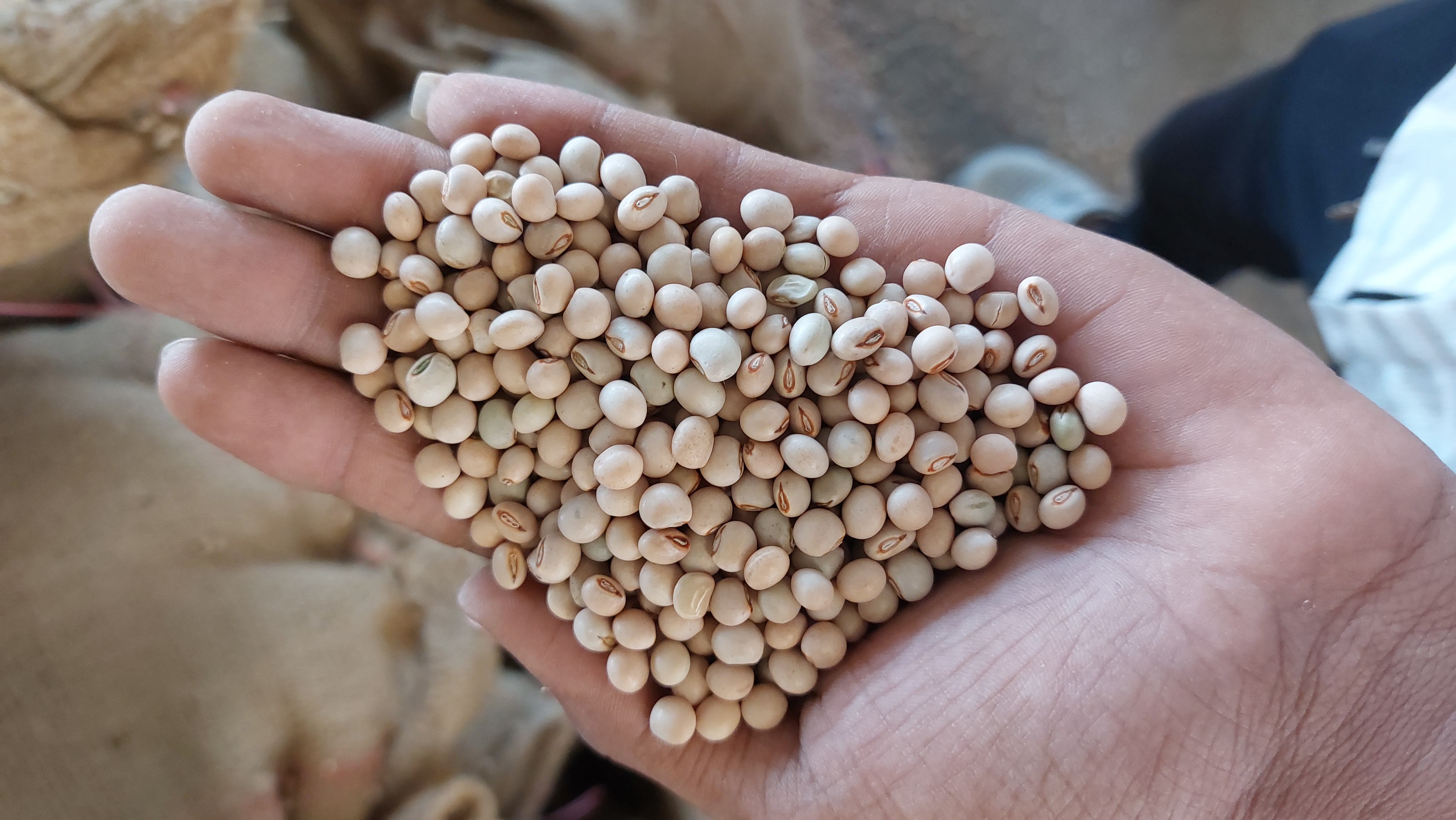 Ravni Farmers Producer Company - Export Grade