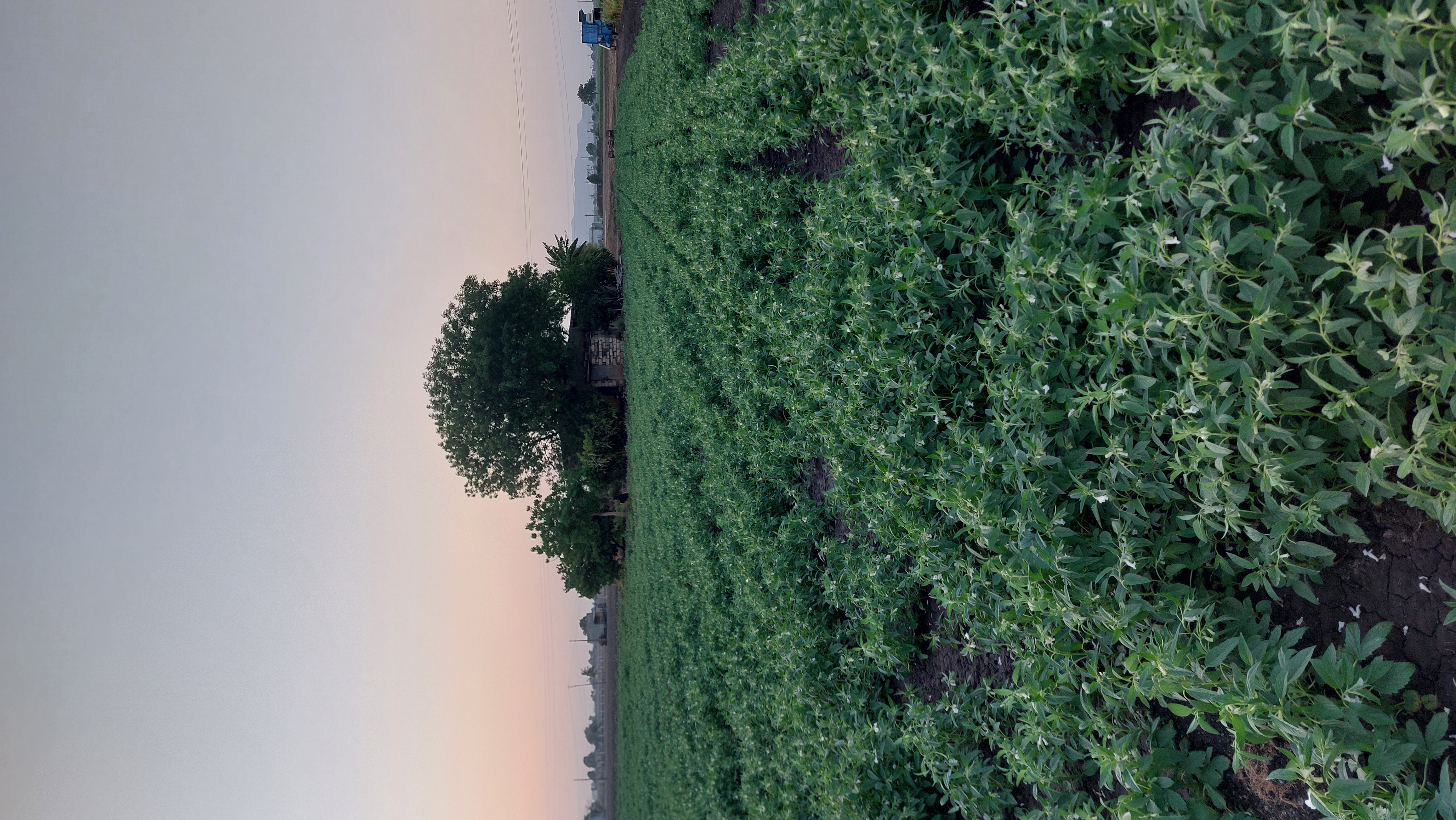 Ravni Farmers Producer Company - Direct Sourcing
