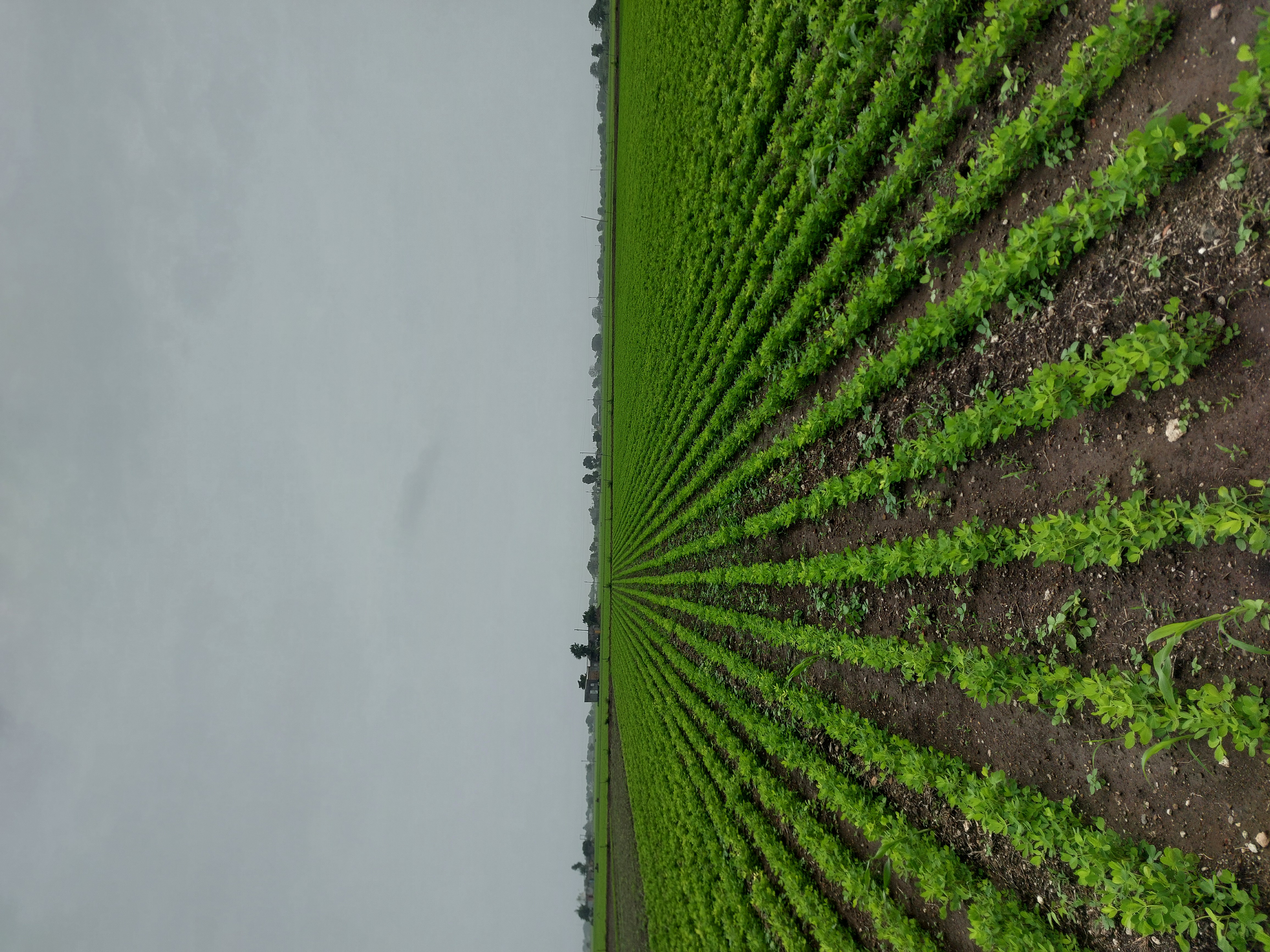 Ravni Farmers Producer Company - Harvesting Season