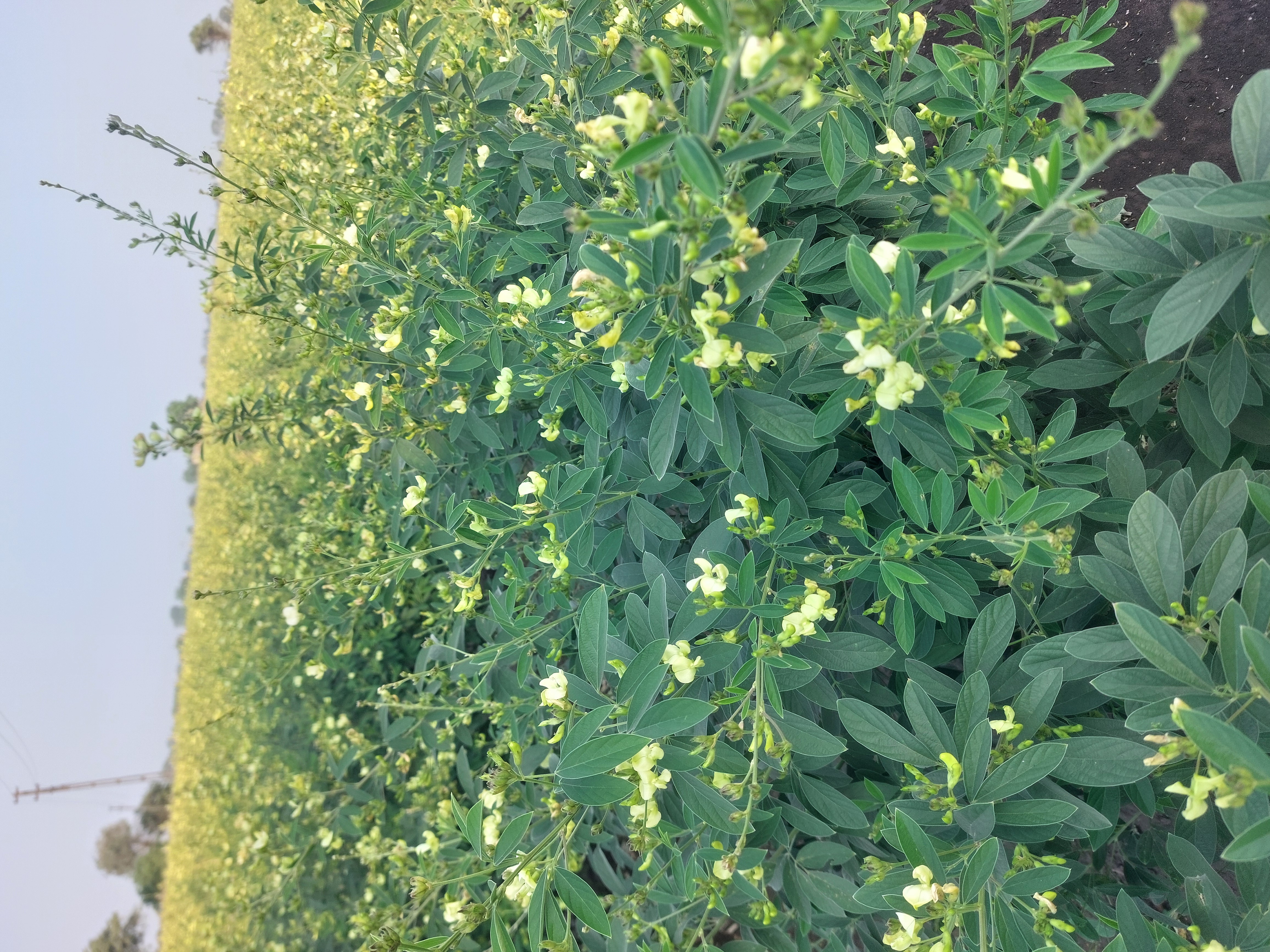 Ravni Farmers Producer Company - High Grade Crops