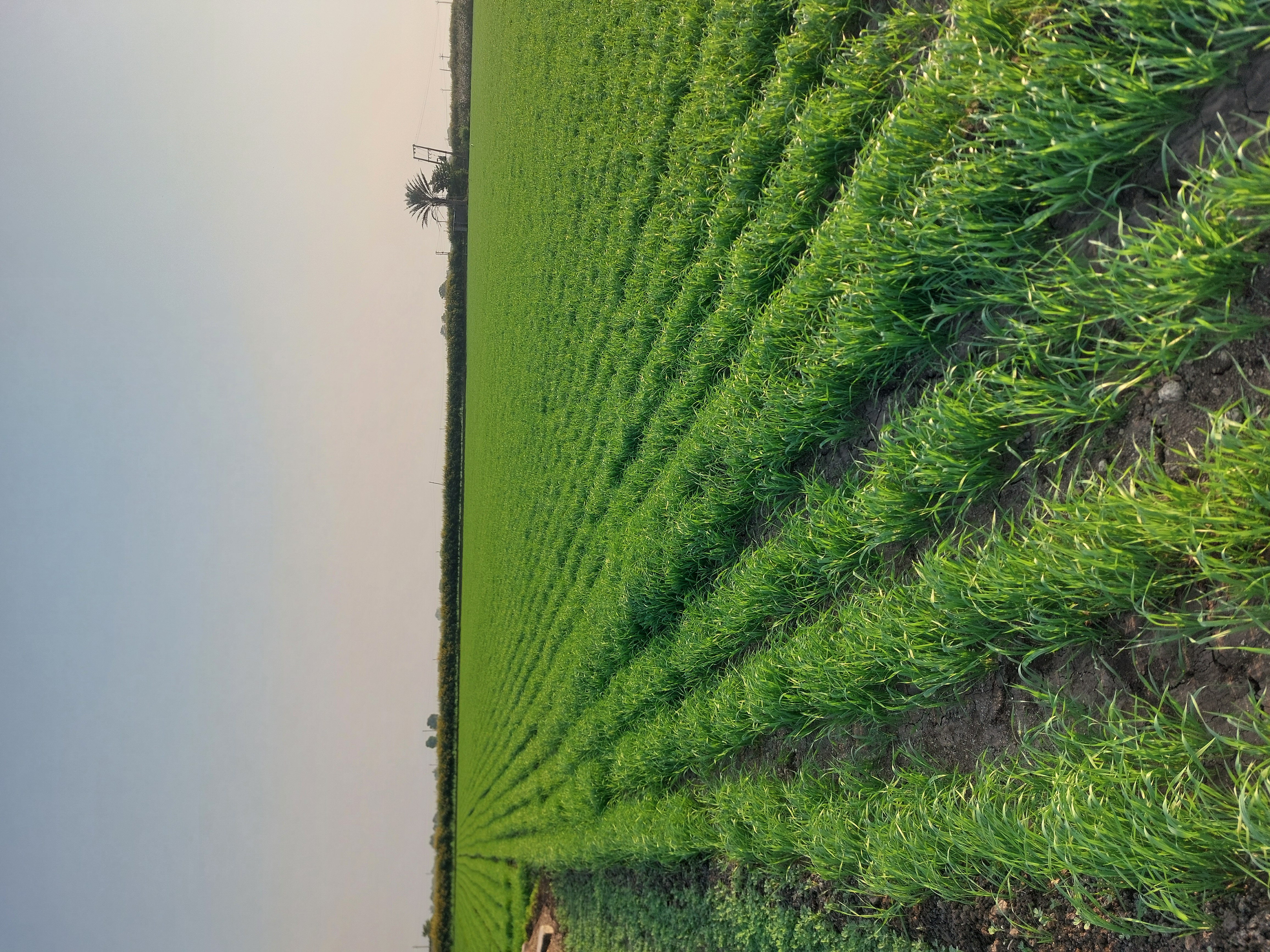 Ravni Farmers Producer Company - Local Growers