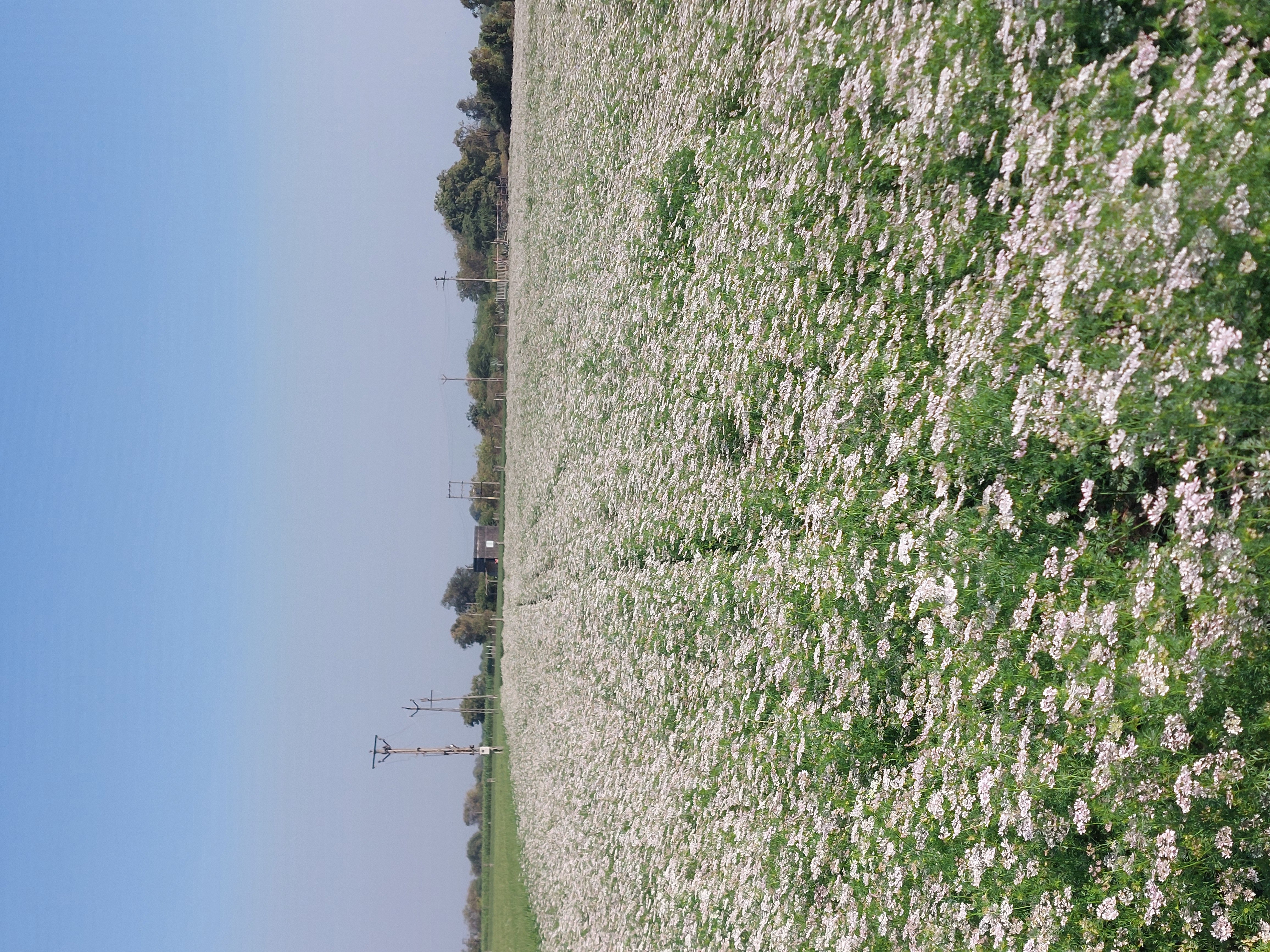 Ravni Farmers Producer Company - Premium Grains
