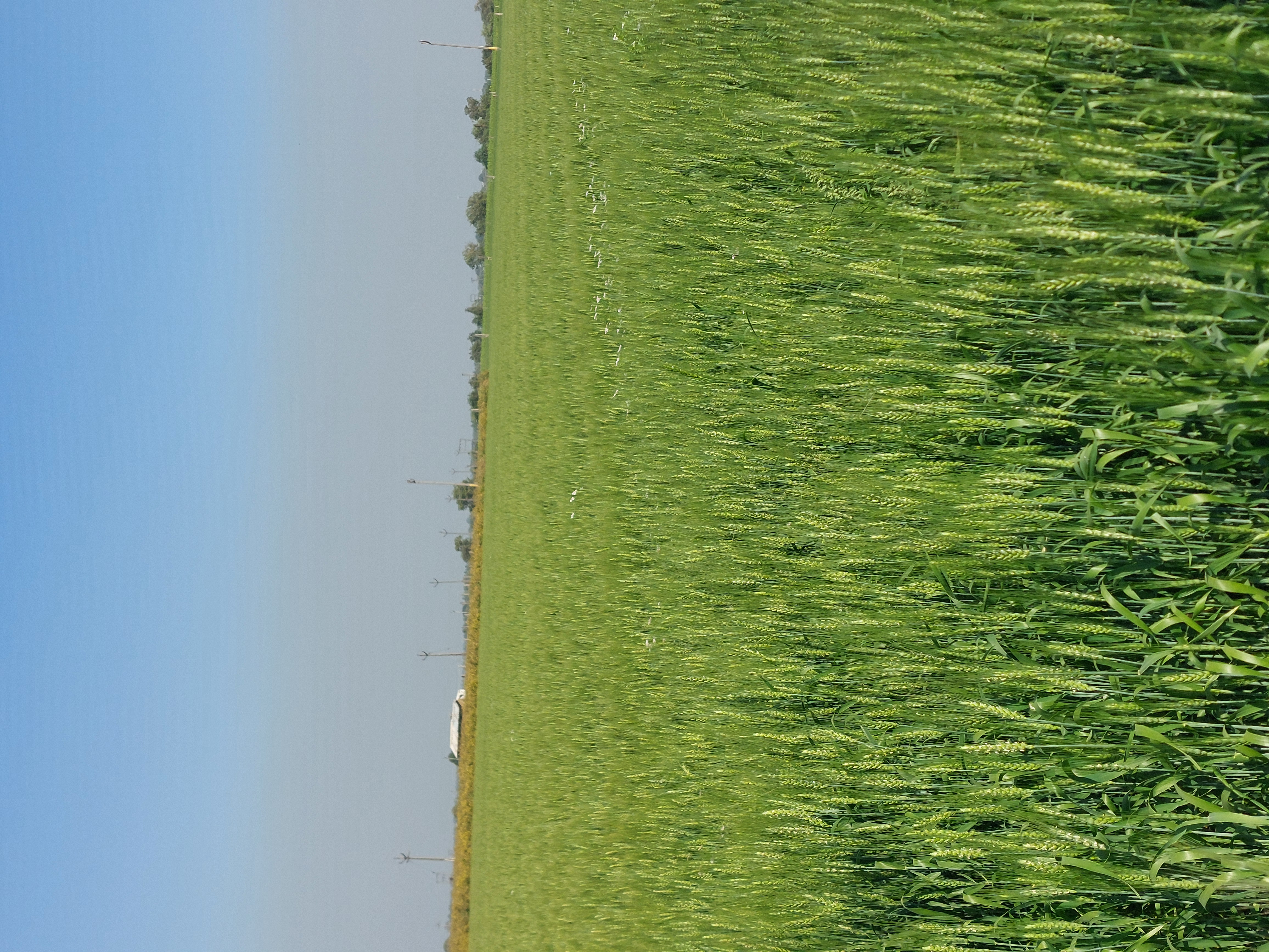 Ravni Farmers Producer Company - Seed Selection