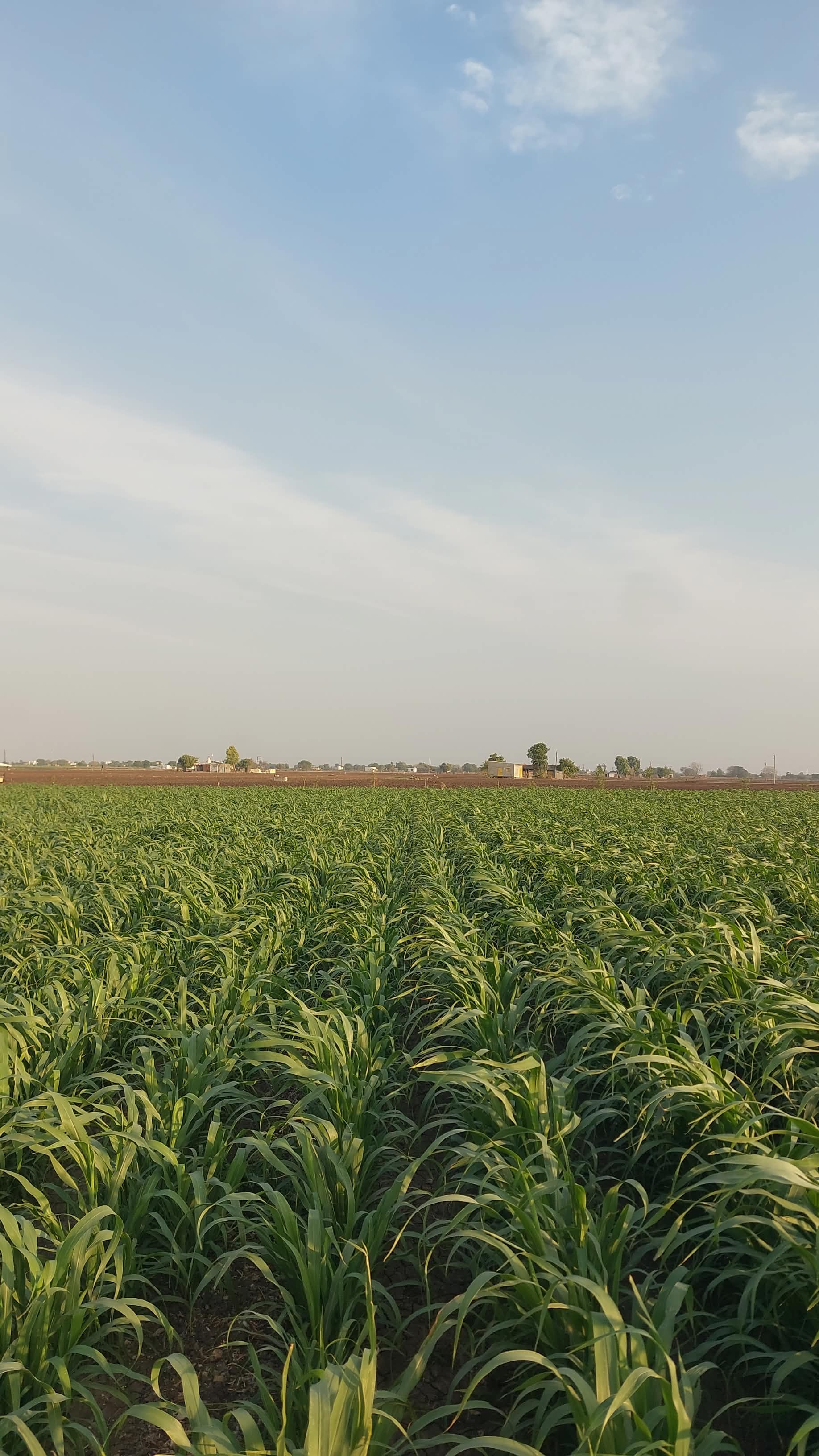 Ravni Farmers Producer Company - Farm Life