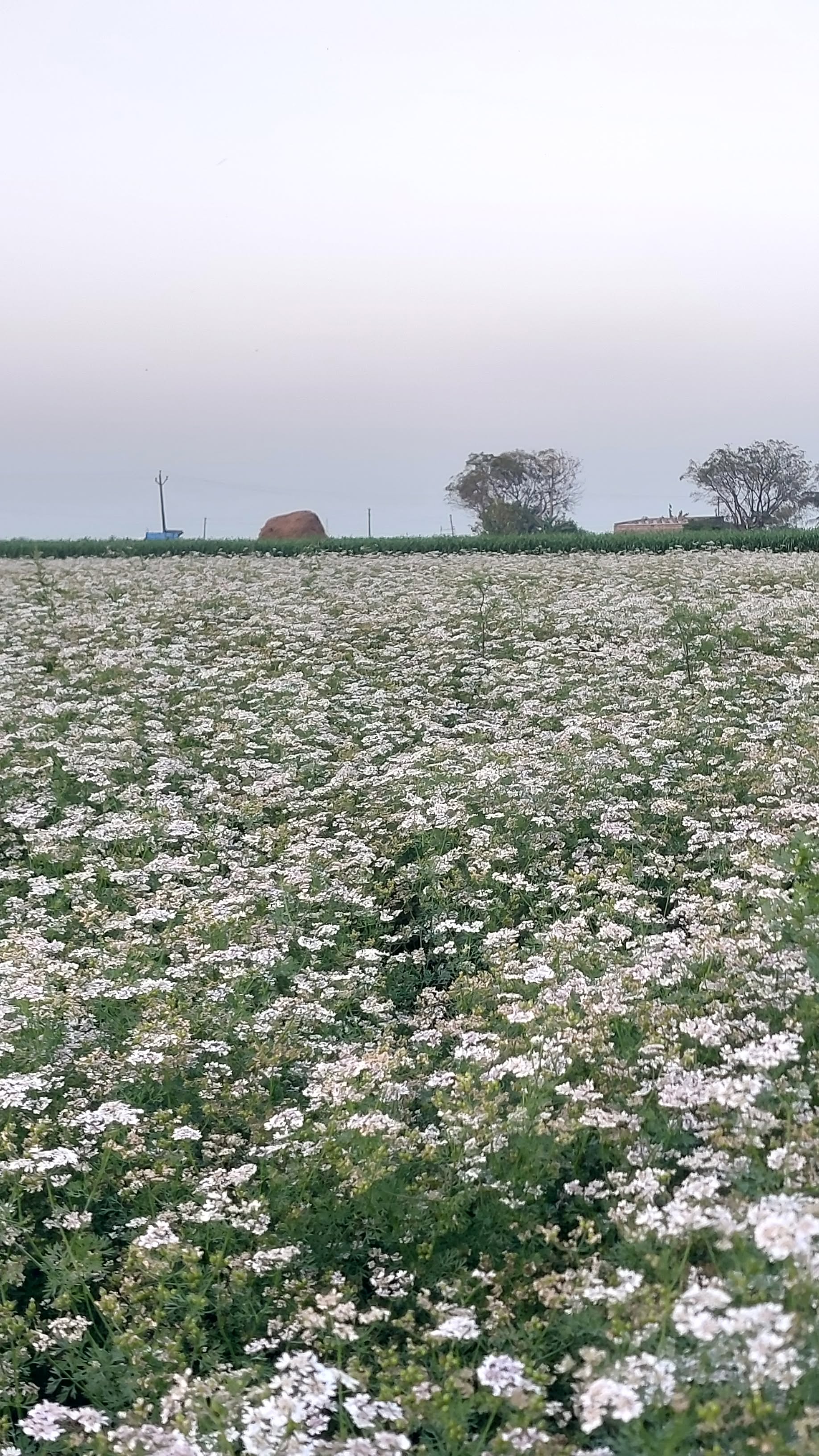 Ravni Farmers Producer Company - Gujarat Farms Sourcing