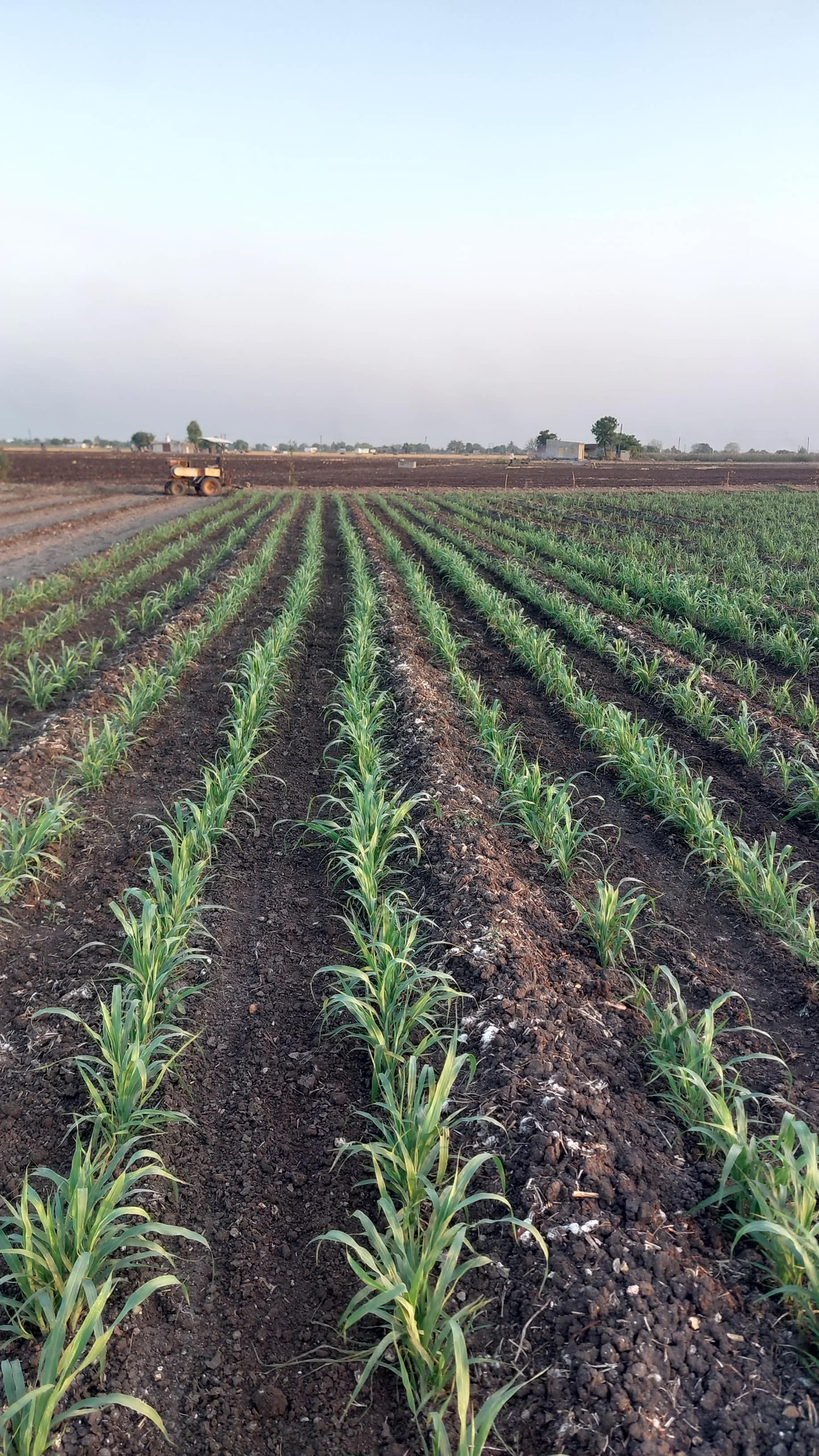 Ravni Farmers Producer Company - Traditional Farming
