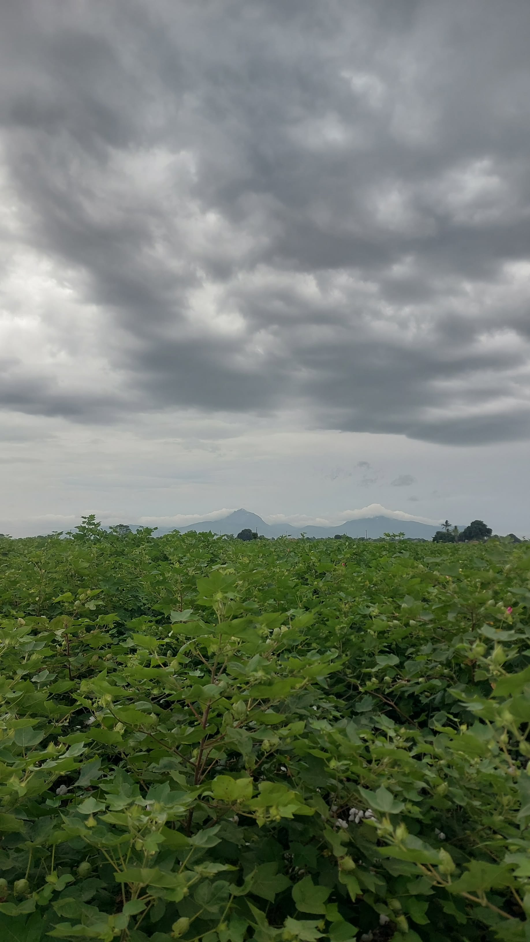 Ravni Farmers Producer Company - Healthy Produce