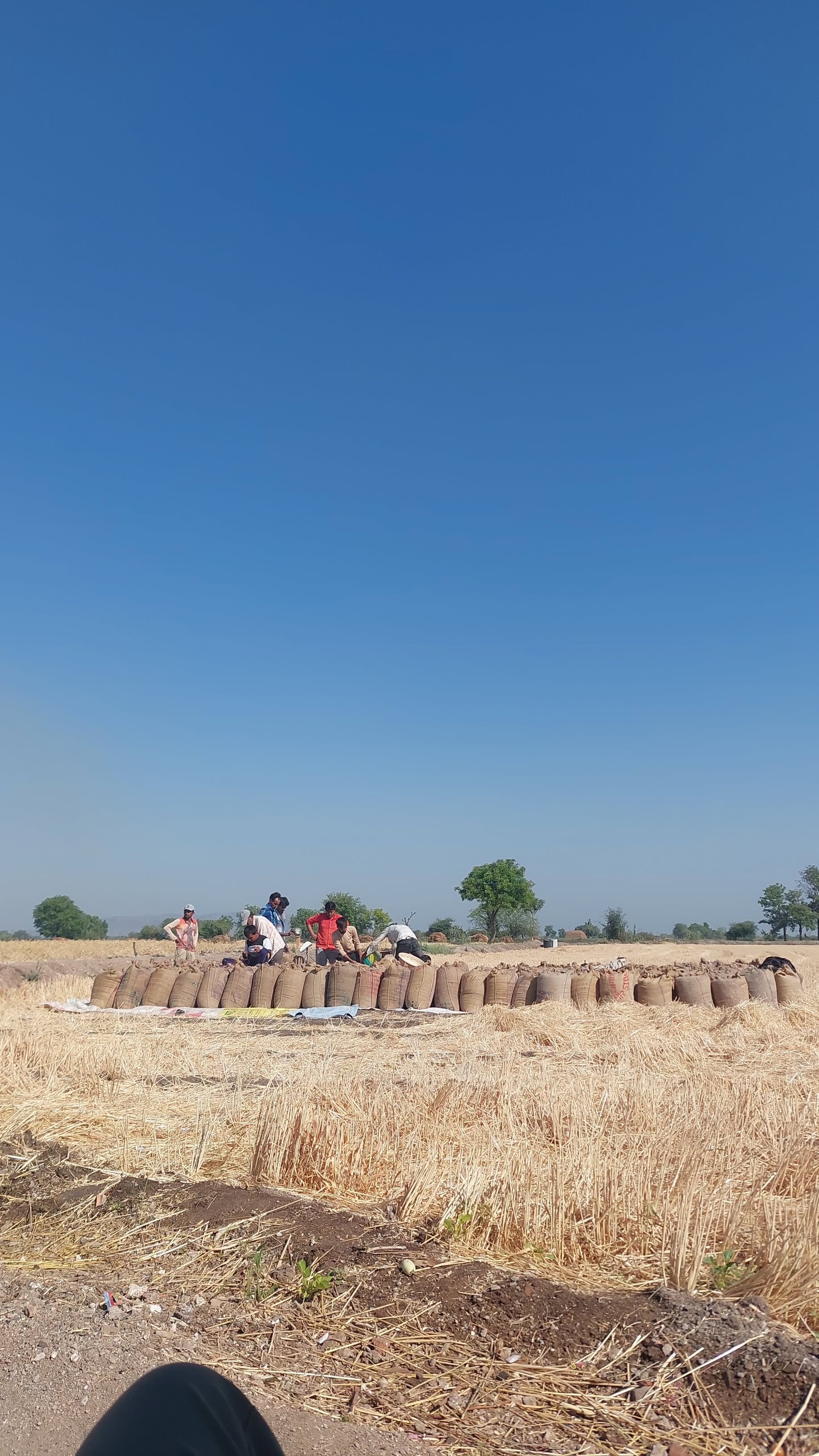 Ravni Farmers Producer Company - Groundnut Harvest