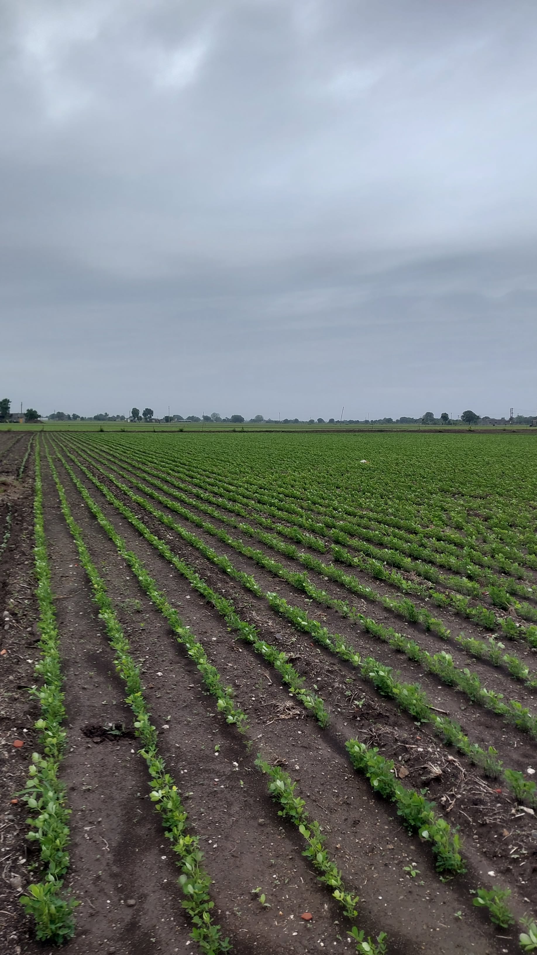 Ravni Farmers Producer Company - Pure Groundnuts