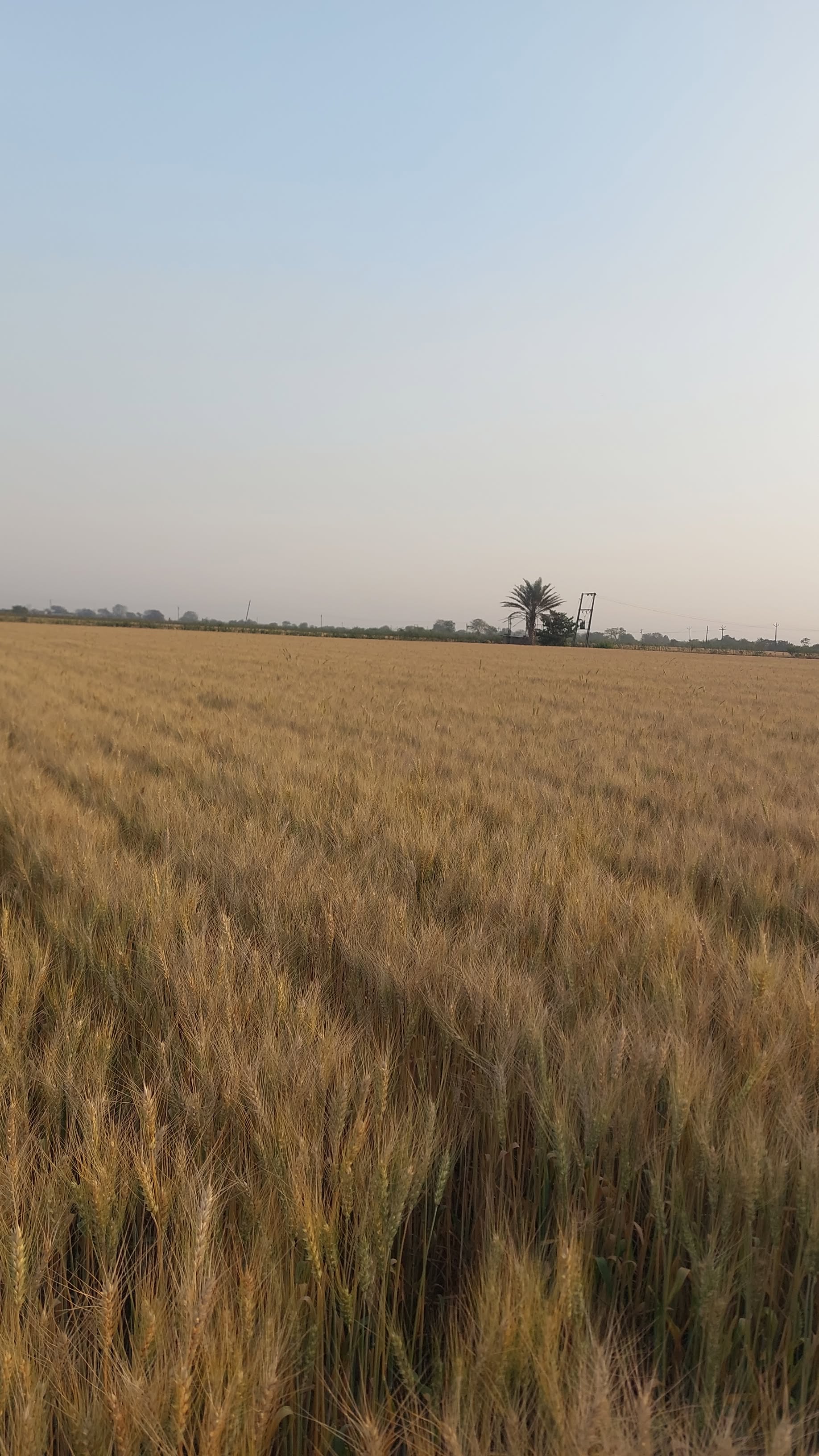 Ravni Farmers Producer Company - Quality Assured