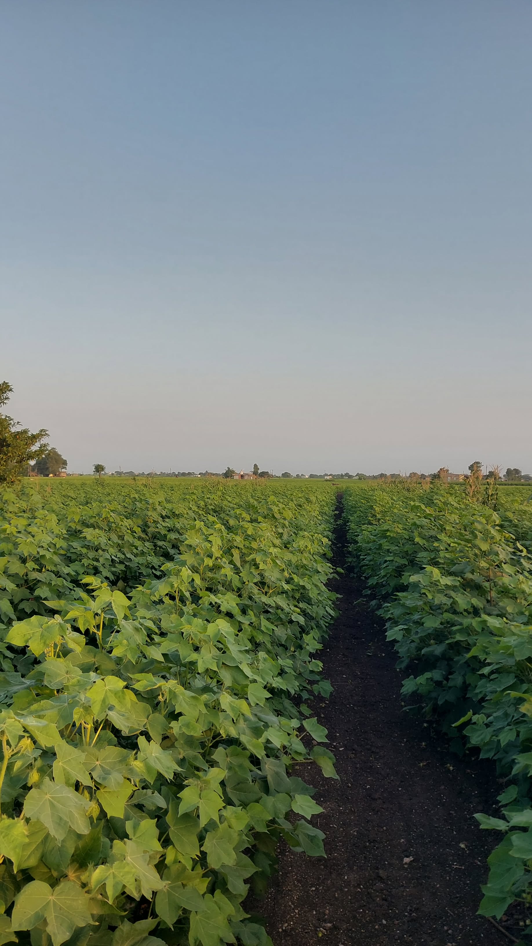 Ravni Farmers Producer Company - Sourcing Hub