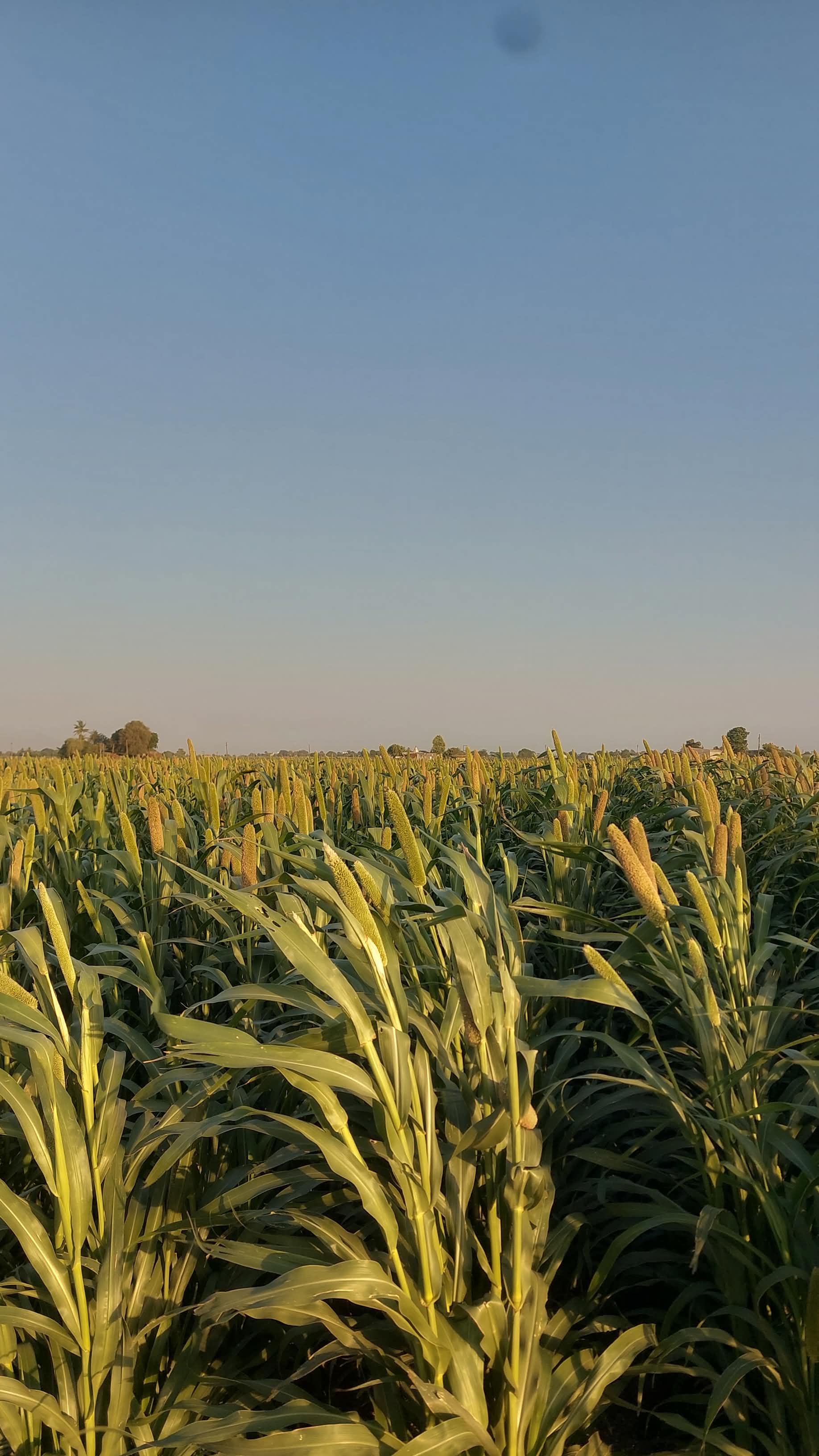Ravni Farmers Producer Company - Natural Grains