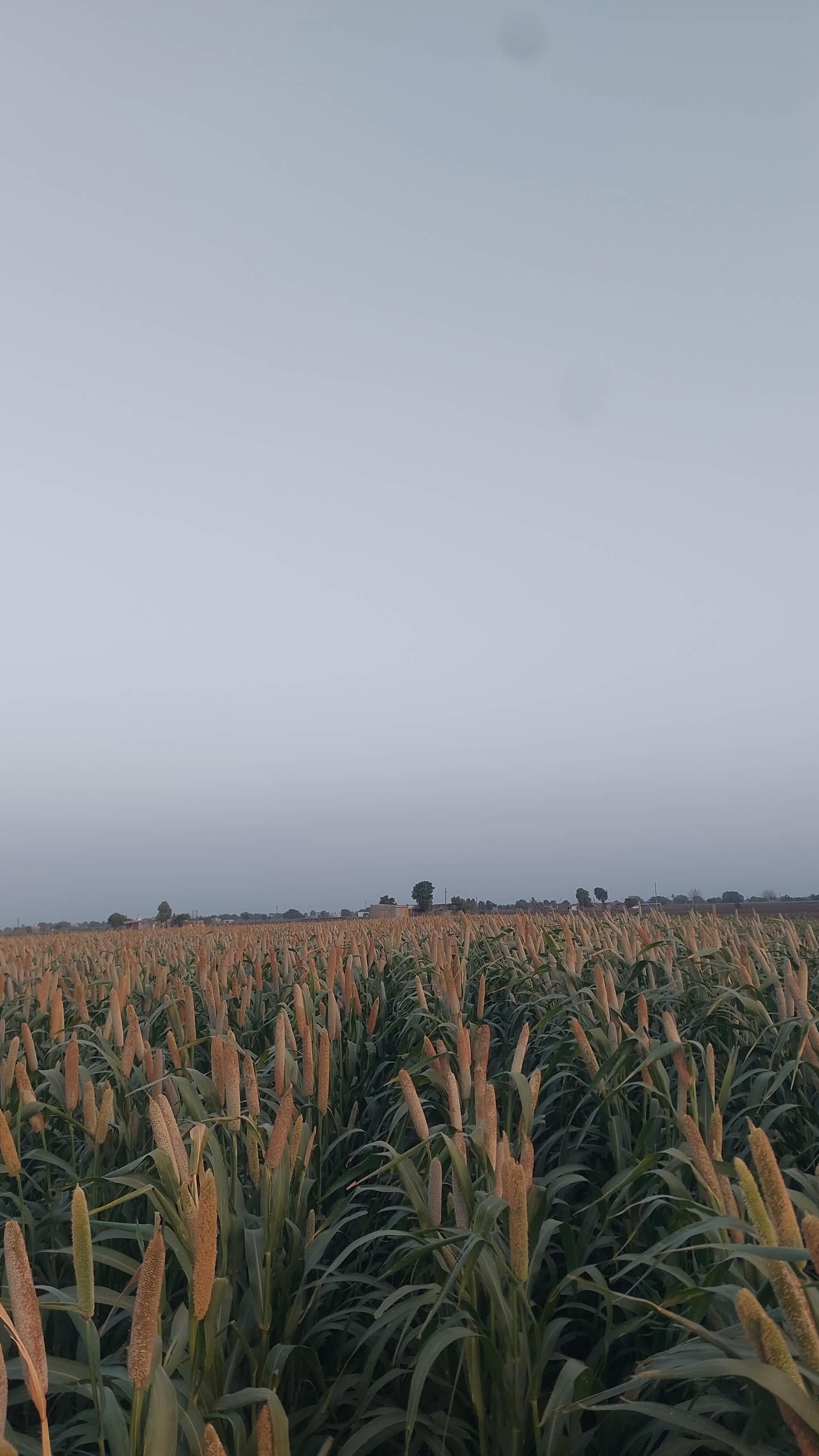 Ravni Farmers Producer Company - Farmer Pride