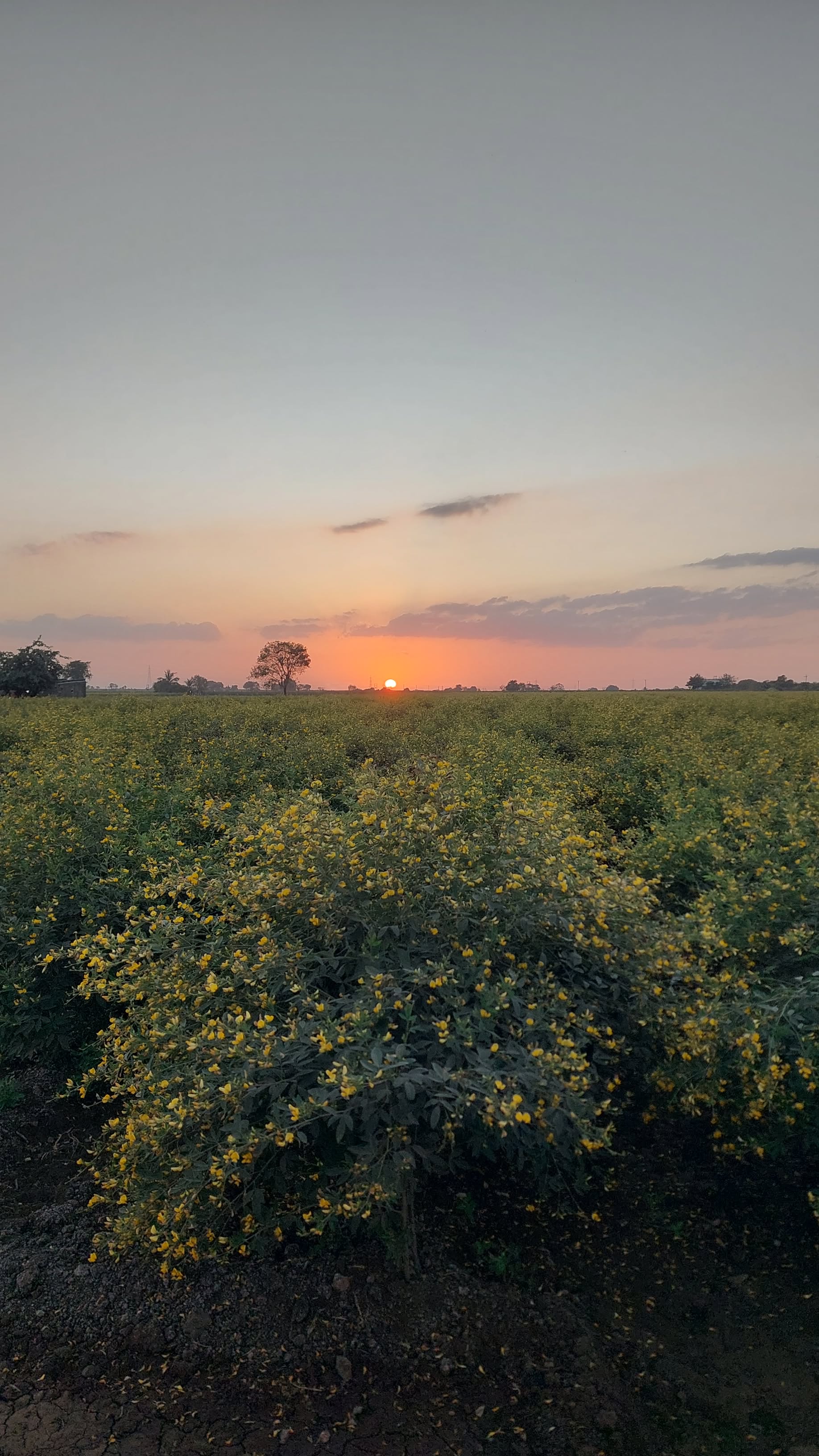 Ravni Farmers Producer Company - Premium Seed Sourcing