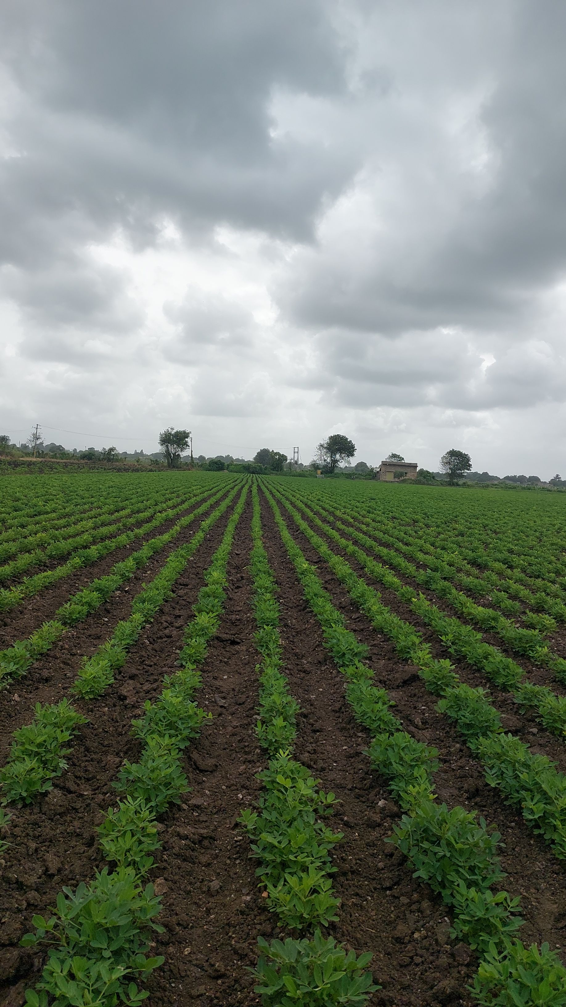 Ravni Farmers Producer Company - Field Sourced Crop